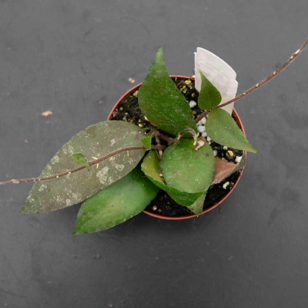 Gabriella Plants Hoya 3" Hoya caudata