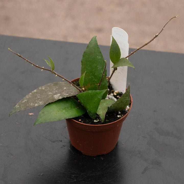 Gabriella Plants Hoya 3" Hoya caudata