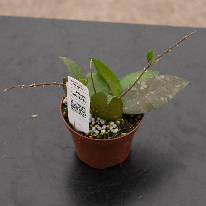 Gabriella Plants Hoya 3" Hoya caudata