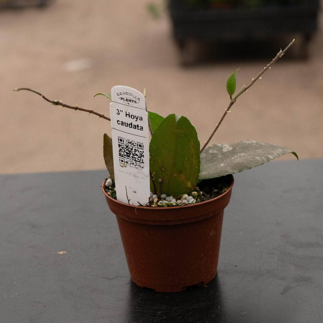 Gabriella Plants Hoya 3" Hoya caudata