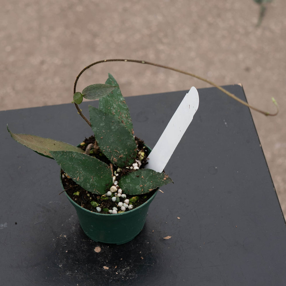 Gabriella Plants Hoya 3" Hoya caudata
