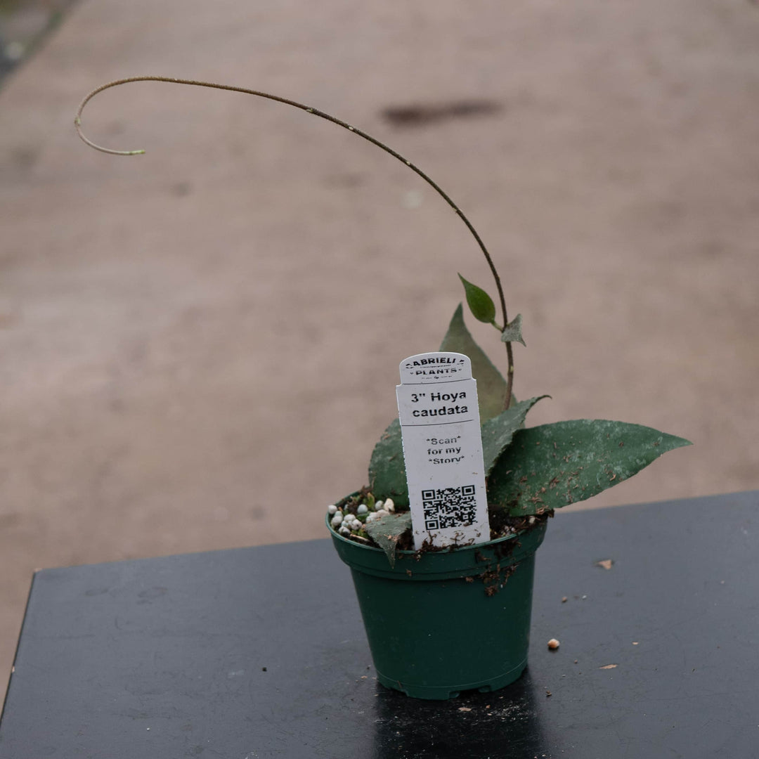 Gabriella Plants Hoya 3" Hoya caudata
