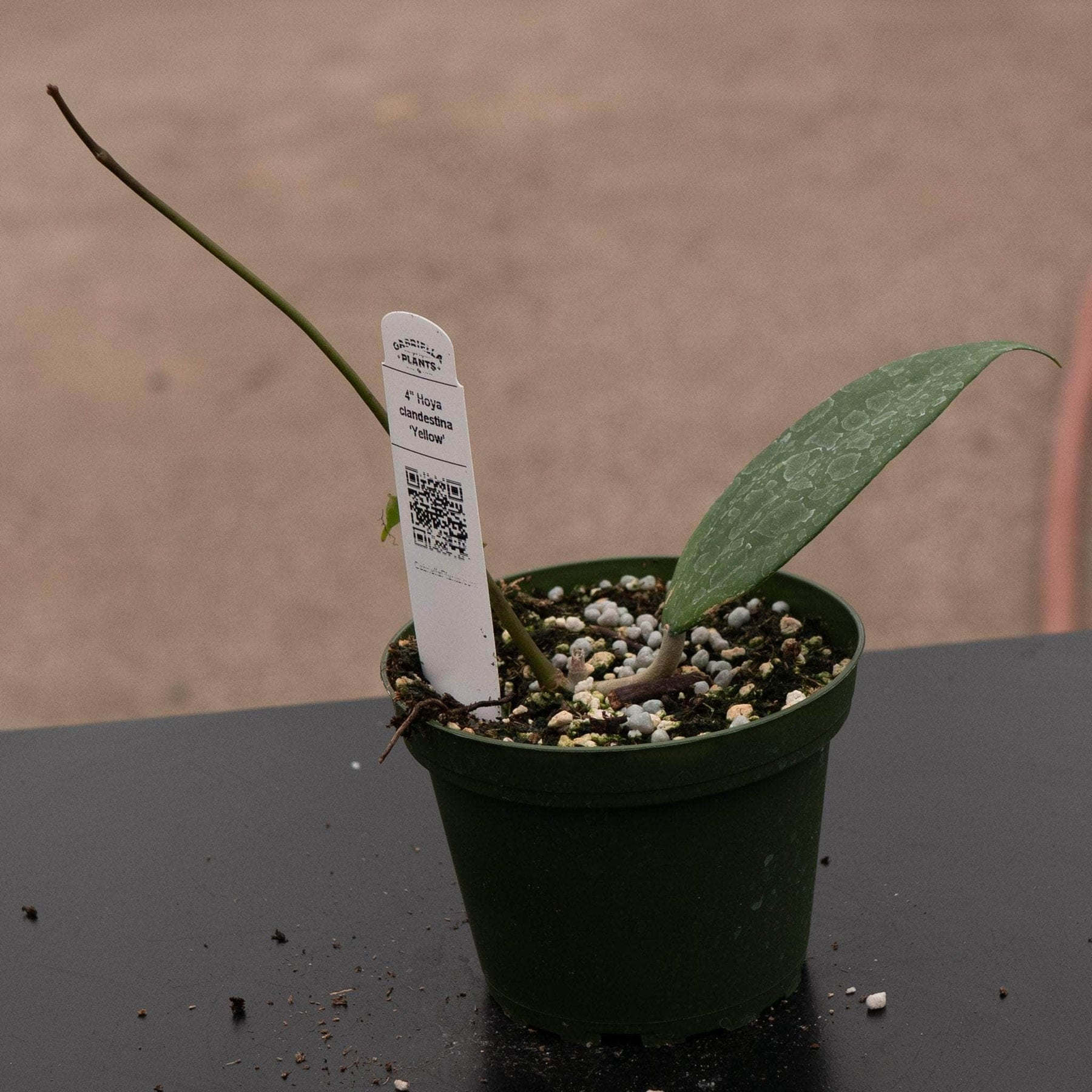 HOYA・ホヤ・Clandestina yellow・このまま発送 HOYA・ホヤ・Clandestina yellow・このまま発送 HOYA・ホヤ