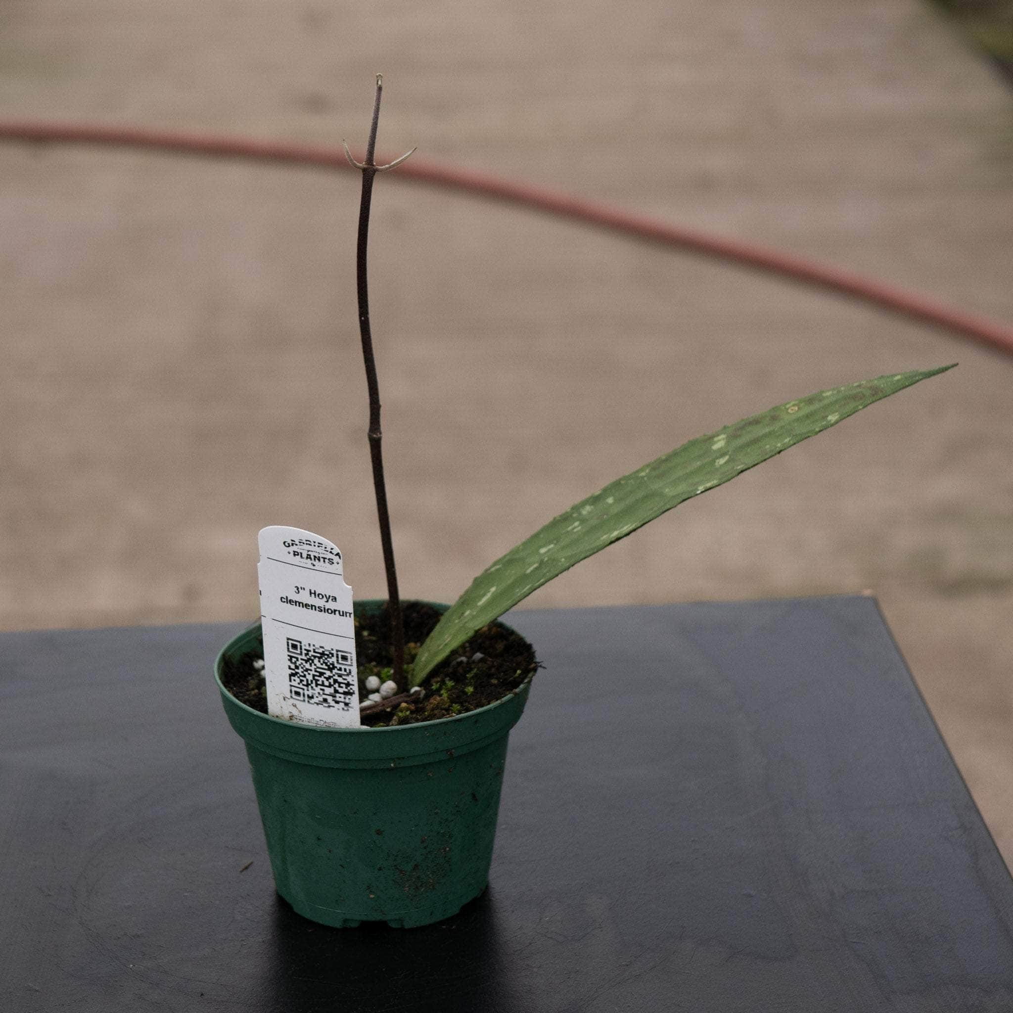 Hoya clemensiorum - Gabriella Plants