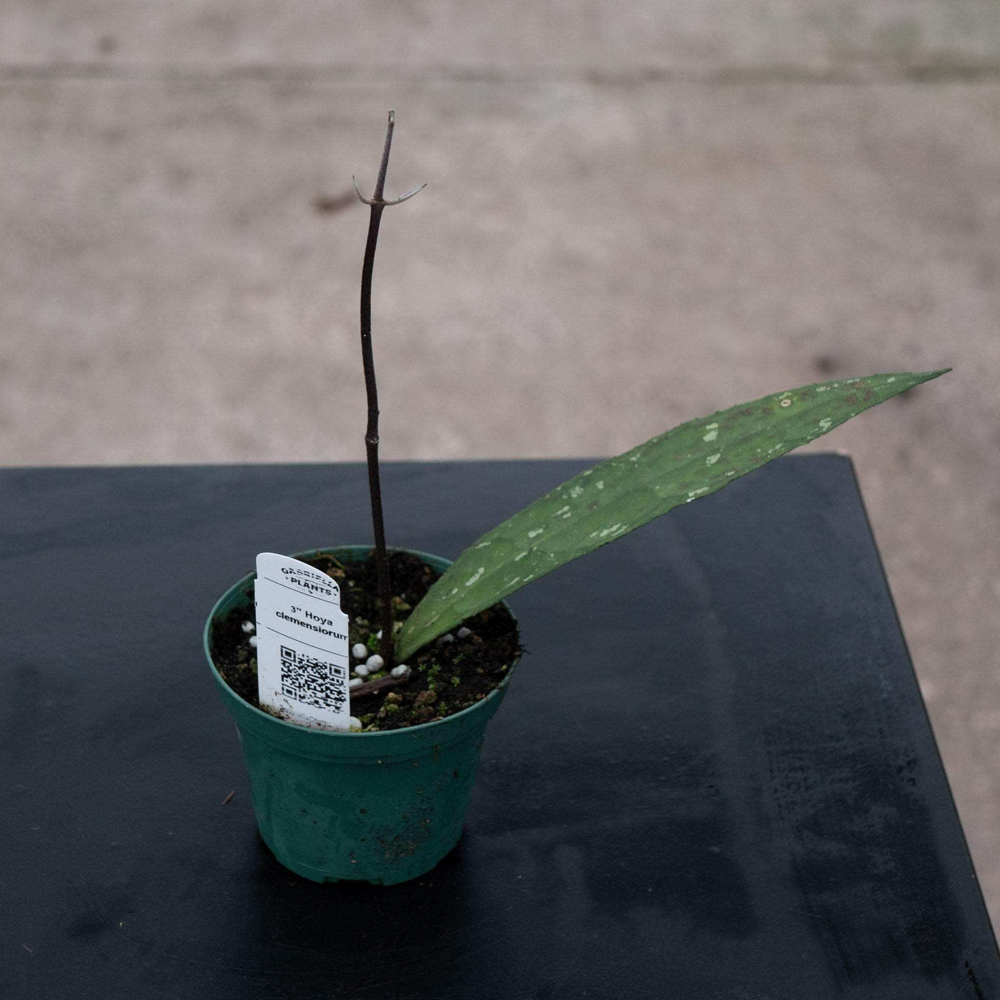 ① 吊り下げ Hoya clemensiorum クレメンシオラム 多肉植物