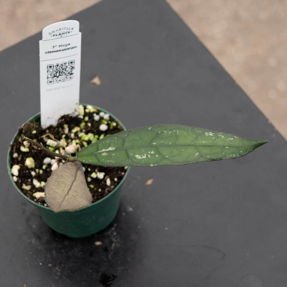 Gabriella Plants Hoya 3" Hoya clemensiorum
