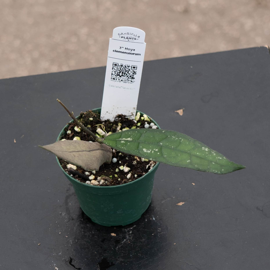 Gabriella Plants Hoya 3" Hoya clemensiorum