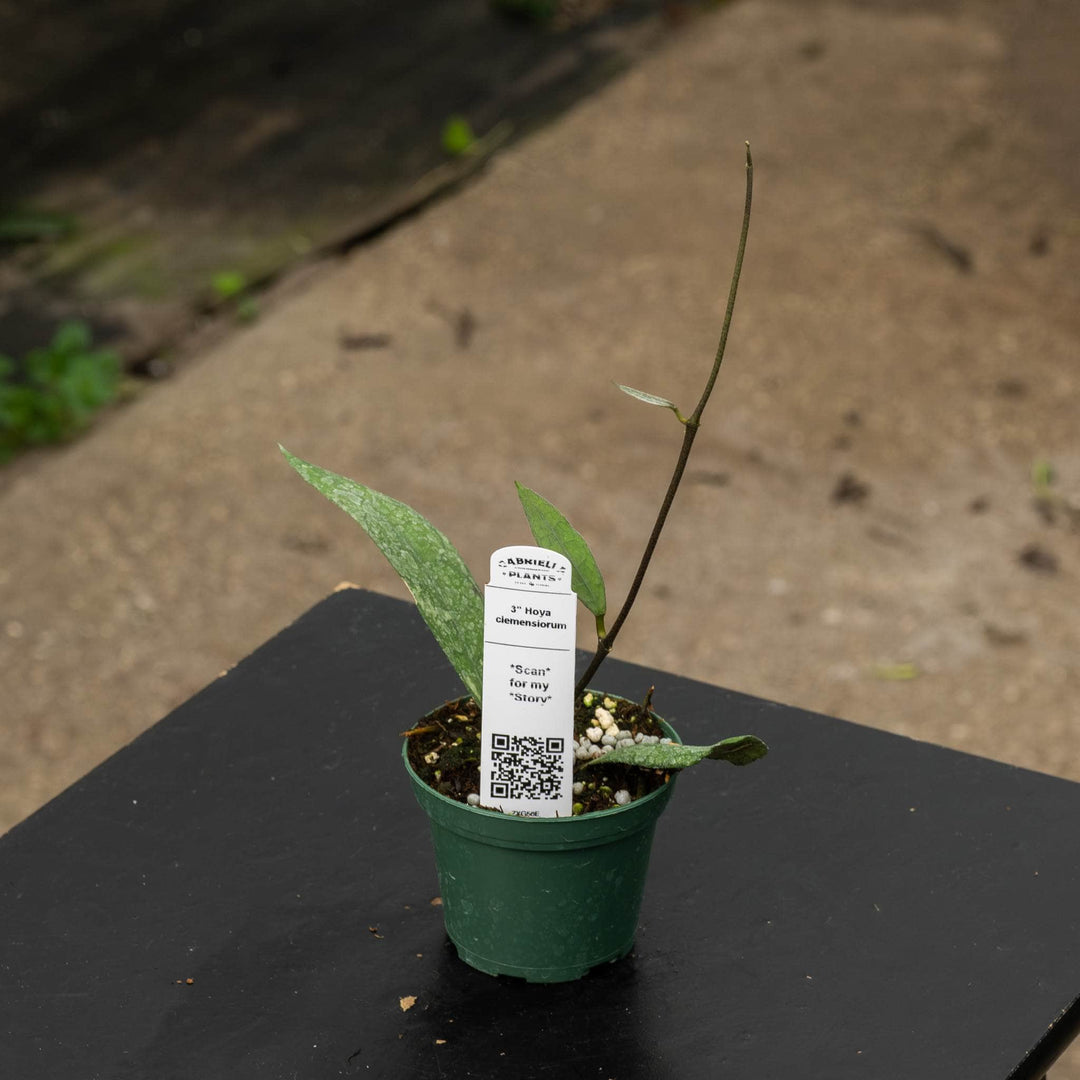 Gabriella Plants Hoya 3" Hoya clemensiorum