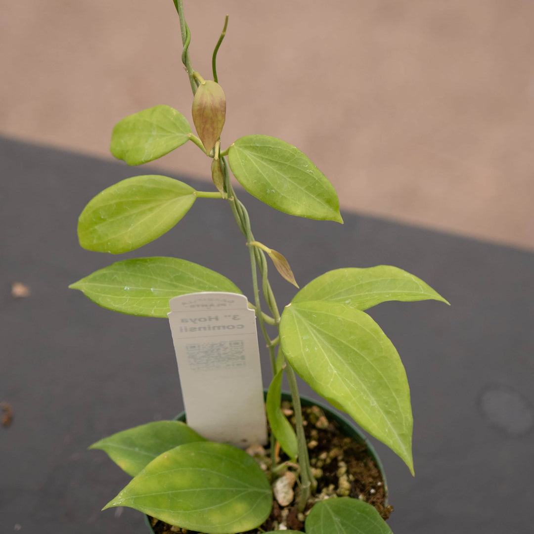 Gabriella Plants Hoya Hoya cominsii
