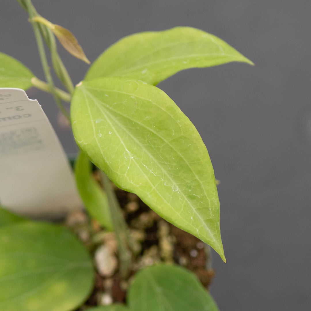 Gabriella Plants Hoya Hoya cominsii