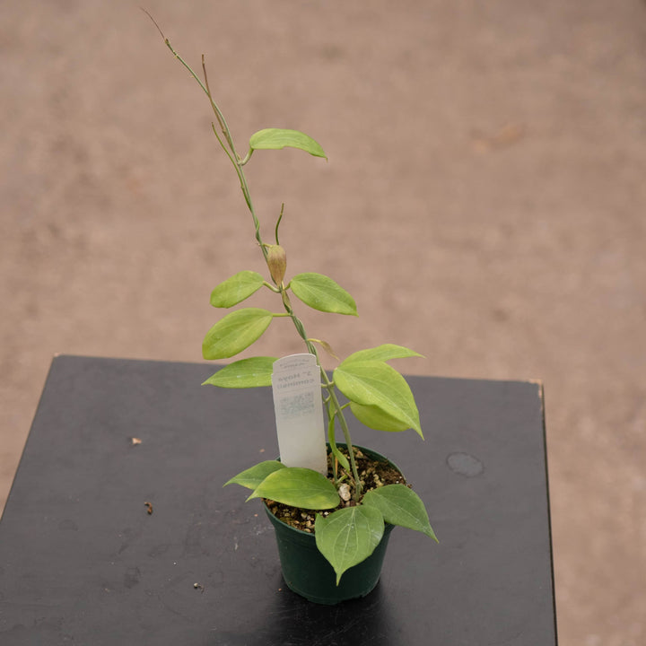 Gabriella Plants Hoya Hoya cominsii