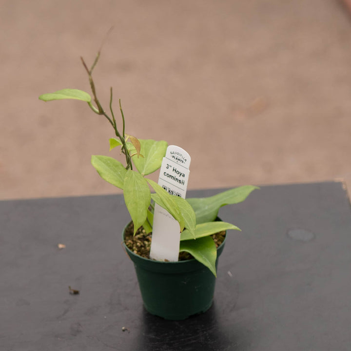 Gabriella Plants Hoya 3" Hoya cominsii