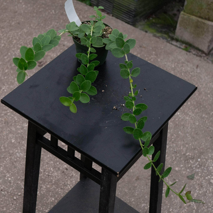 Gabriella Plants Hoya Hoya cumingiana