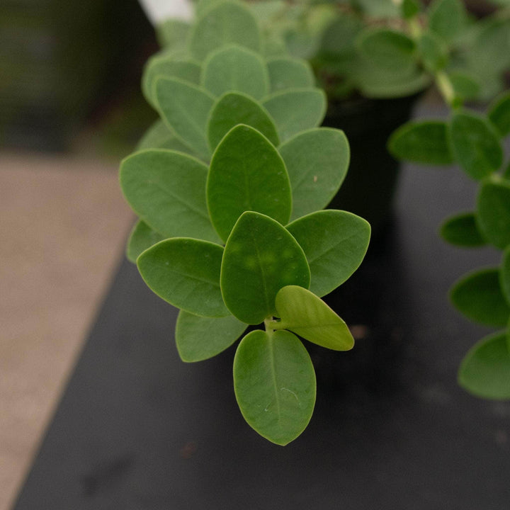 Gabriella Plants Hoya Hoya cumingiana
