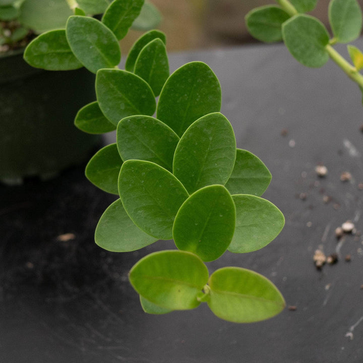 Gabriella Plants Hoya Hoya cumingiana