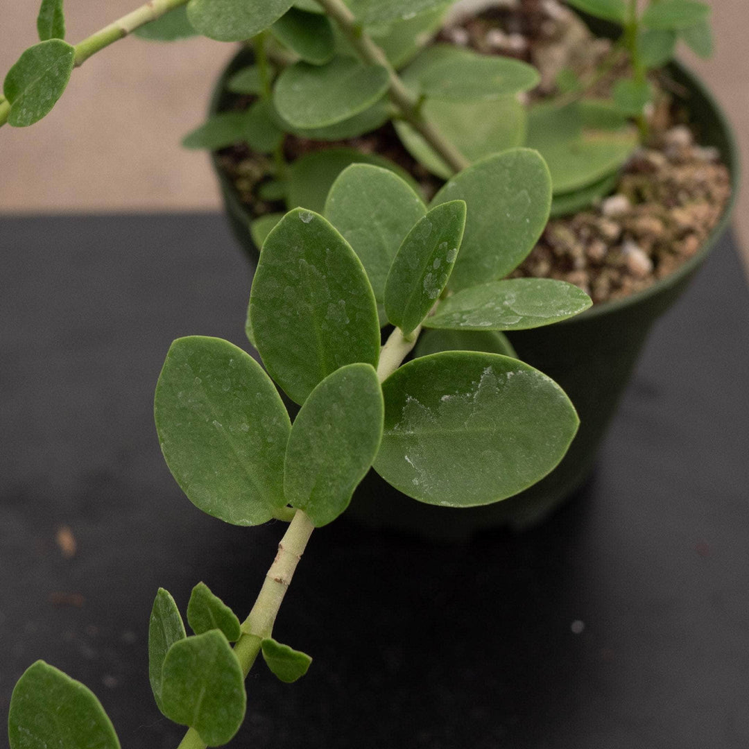 Gabriella Plants Hoya Hoya cumingiana