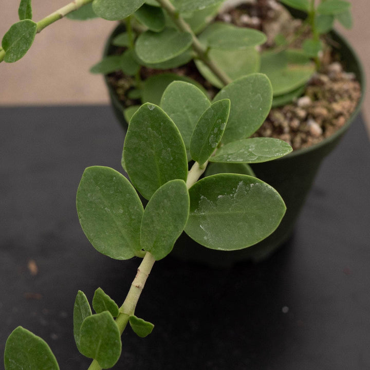 Gabriella Plants Hoya Hoya cumingiana