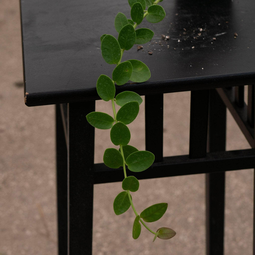 Gabriella Plants Hoya Hoya cumingiana