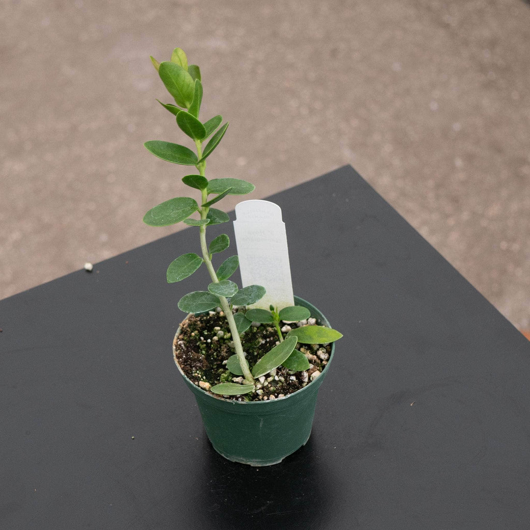 Gabriella Plants Hoya 3” Hoya cumingiana