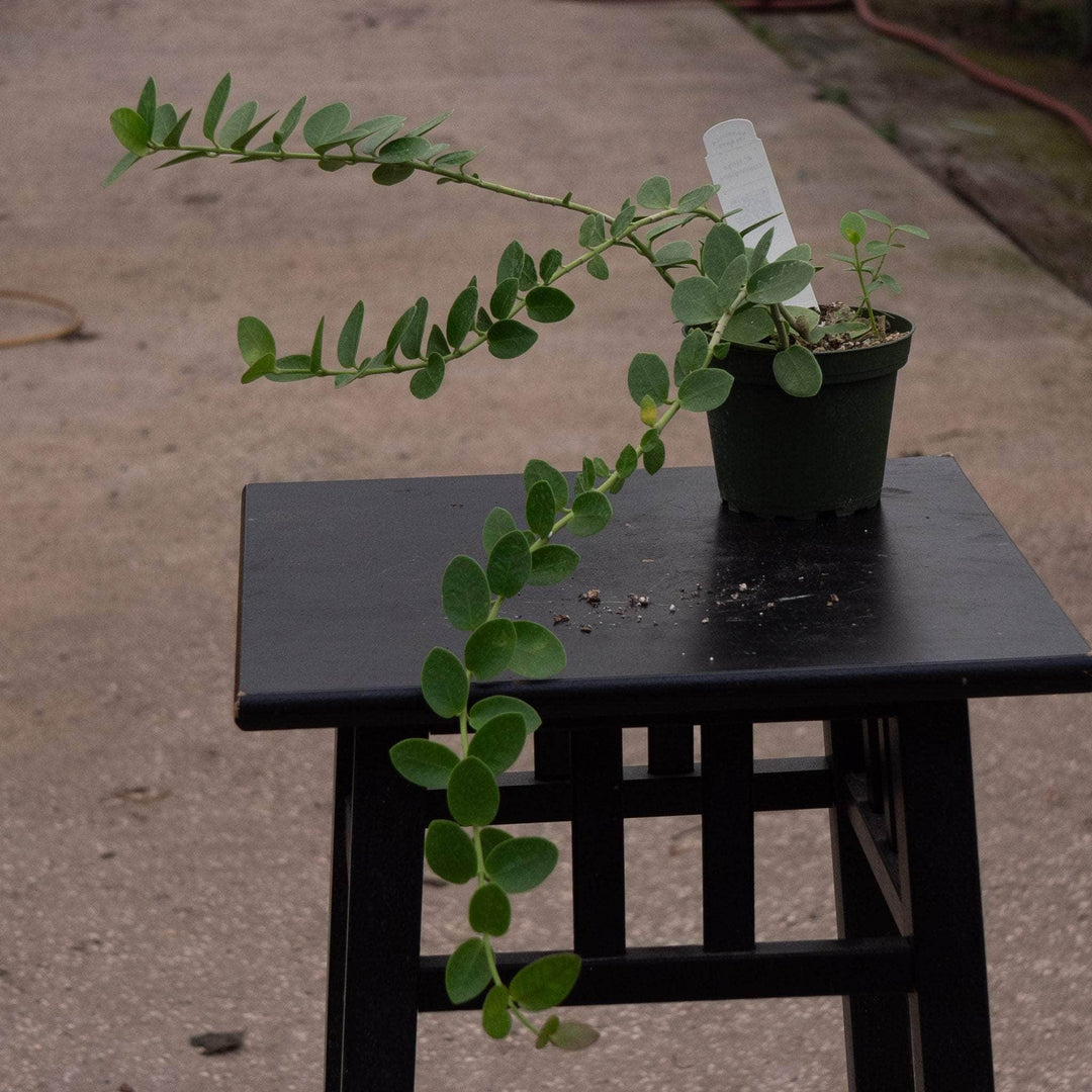 Gabriella Plants Hoya 4" Hoya cumingiana