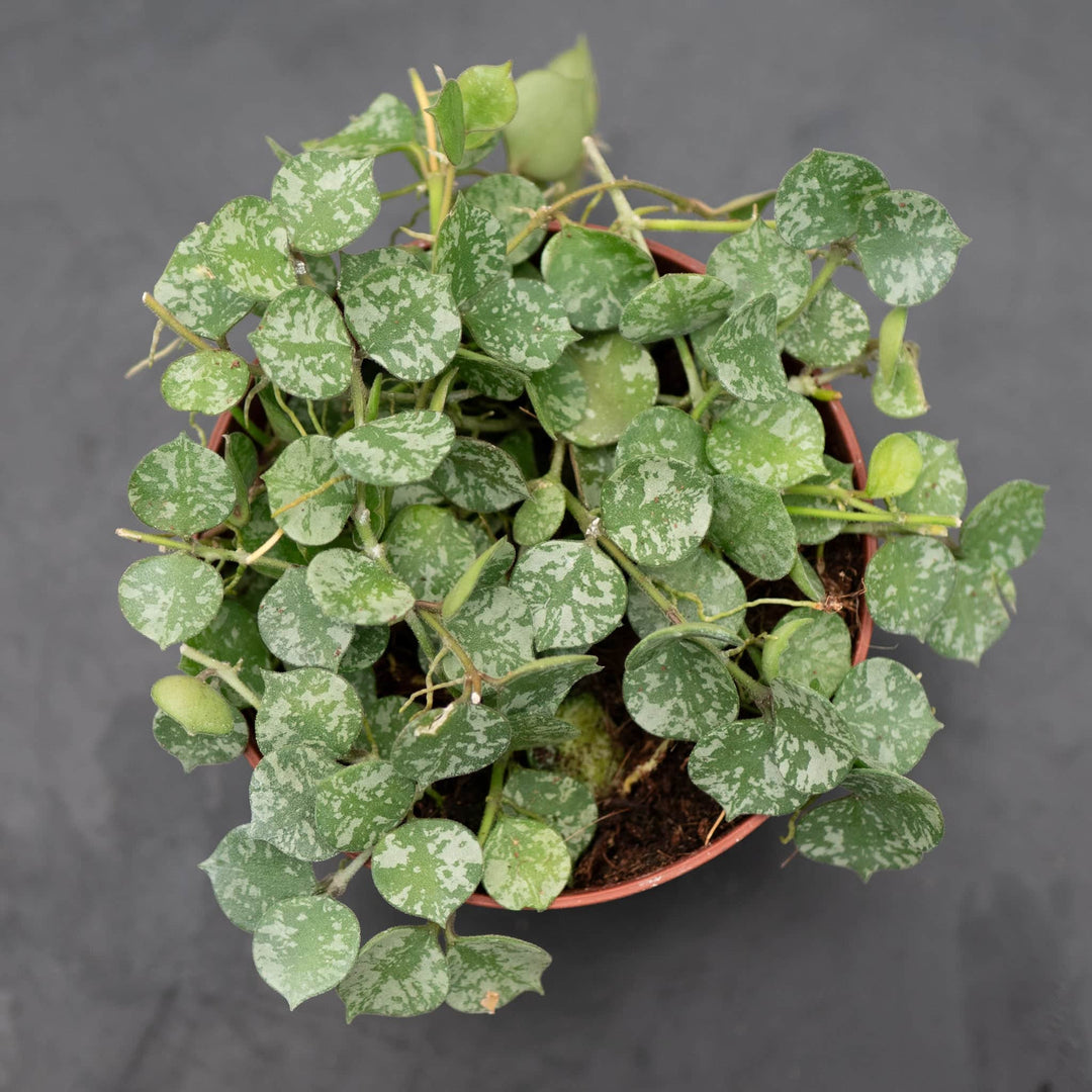 Gabriella Plants Hoya Hoya curtisii