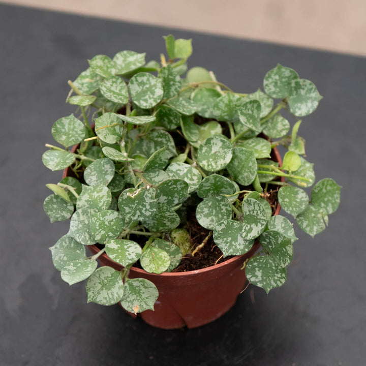 Gabriella Plants Hoya Hoya curtisii