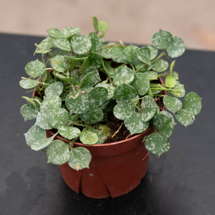 Gabriella Plants Hoya 4" Hoya curtisii