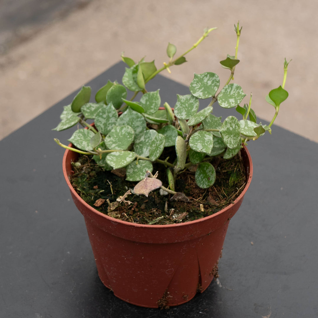 Gabriella Plants Hoya 4" Hoya curtisii