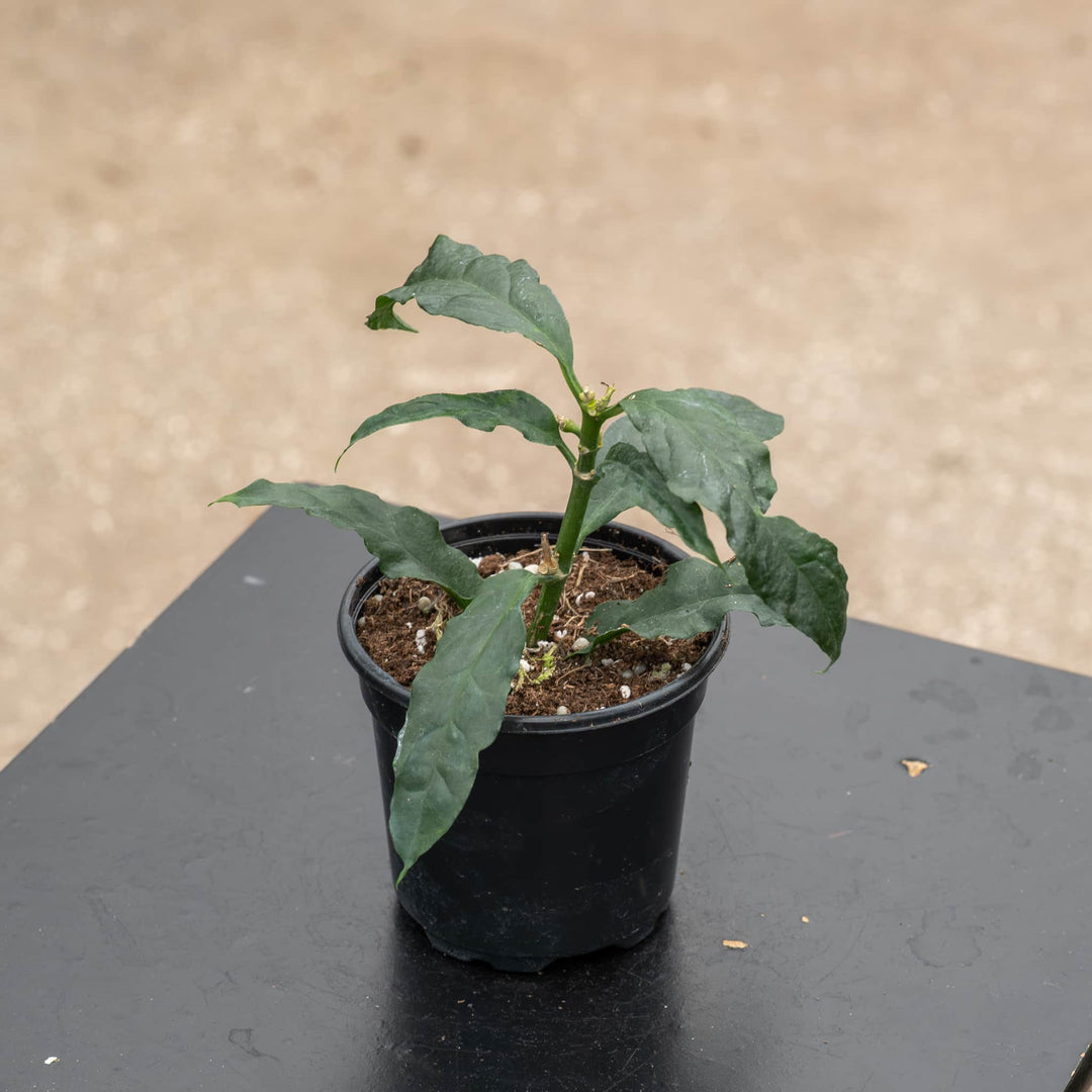 Gabriella Plants Hoya 4" Hoya decipulae