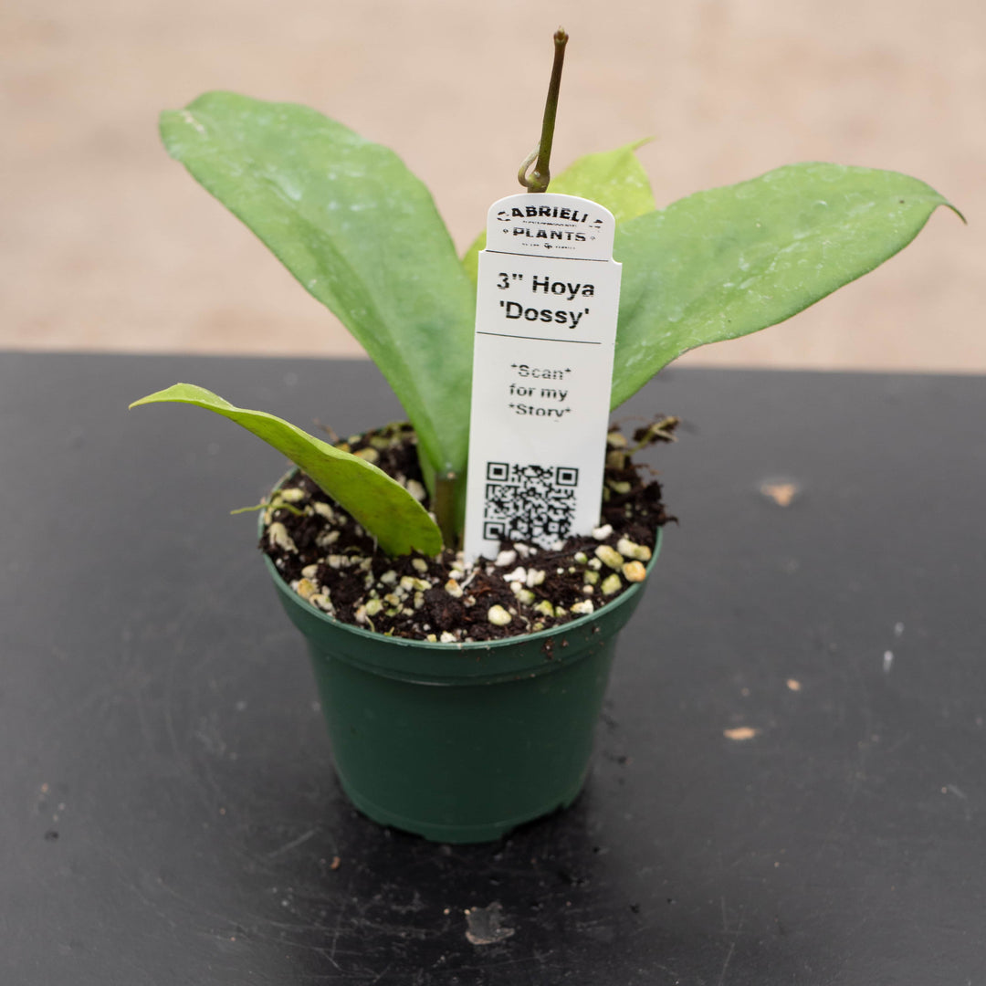 Gabriella Plants Hoya 3" Hoya 'Dossy'