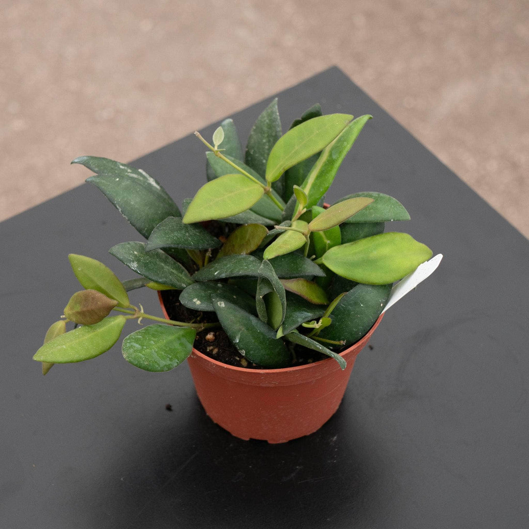 Gabriella Plants 4" Hoya DS-70