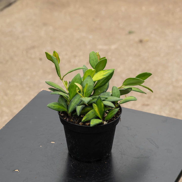 Gabriella Plants Hoya 4" Hoya DS-70 &