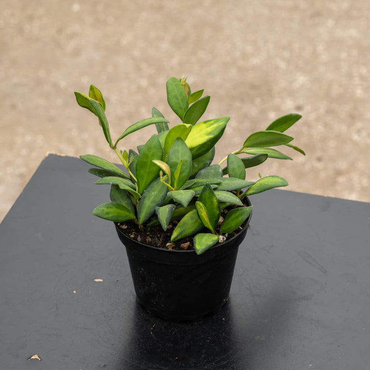 Gabriella Plants Hoya 4" Hoya DS-70 &