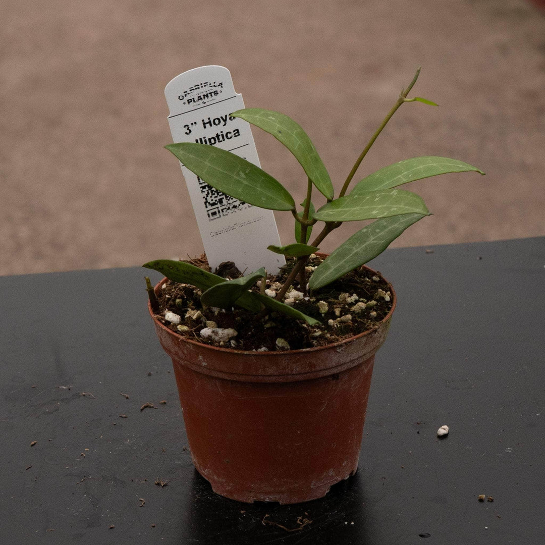 Gabriella Plants Hoya 3" Hoya elliptica