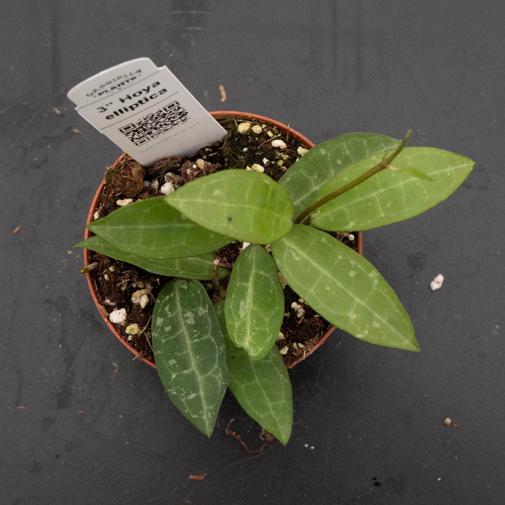 Gabriella Plants Hoya 3" Hoya elliptica