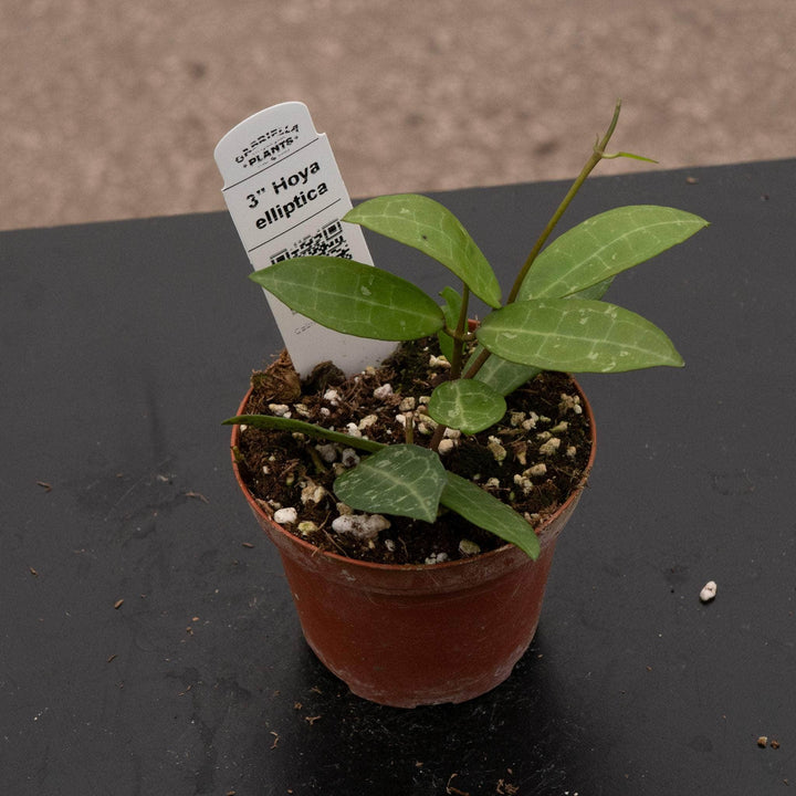 Gabriella Plants Hoya 3" Hoya elliptica
