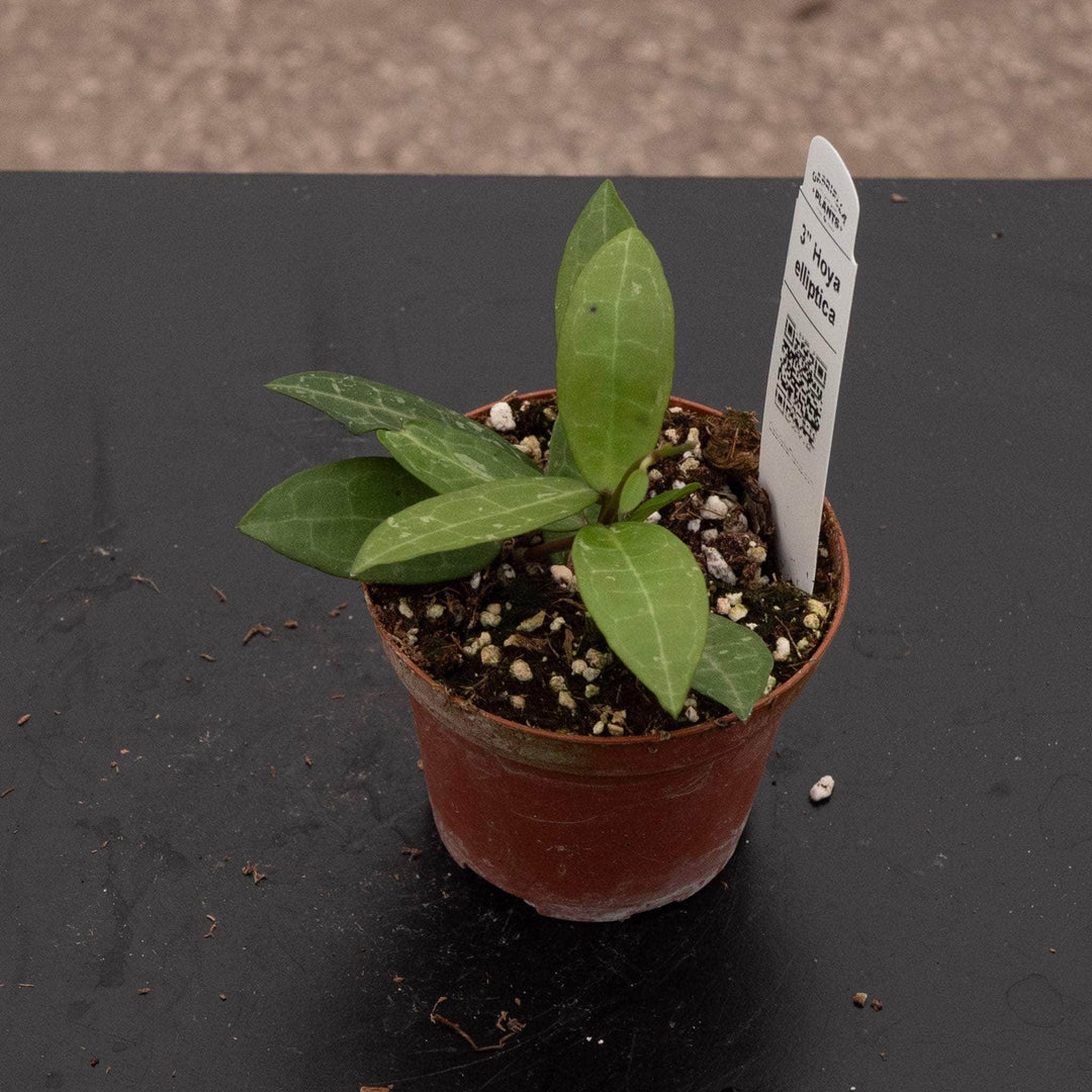 Gabriella Plants Hoya 3" Hoya elliptica