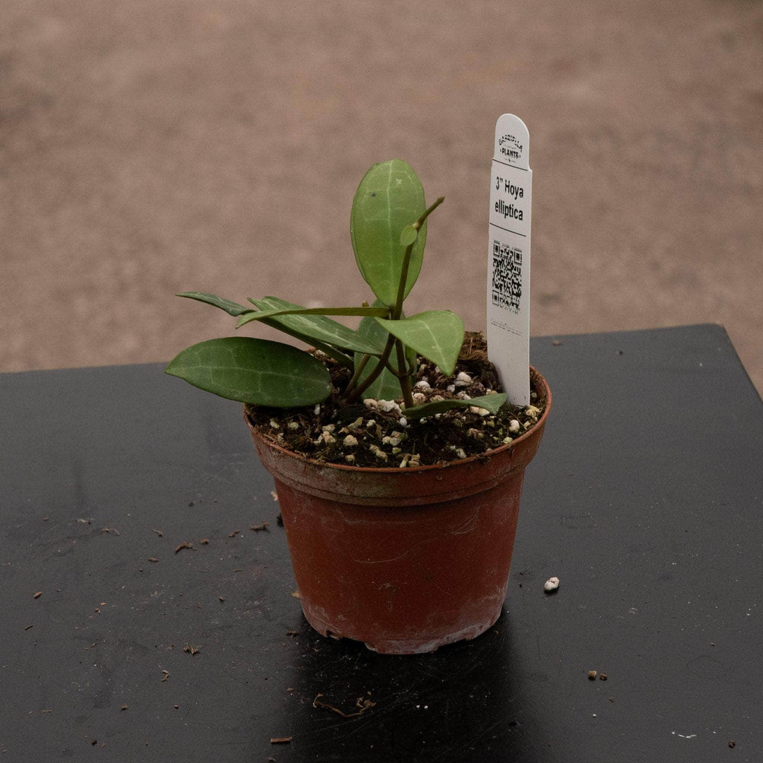 Gabriella Plants Hoya 3" Hoya elliptica