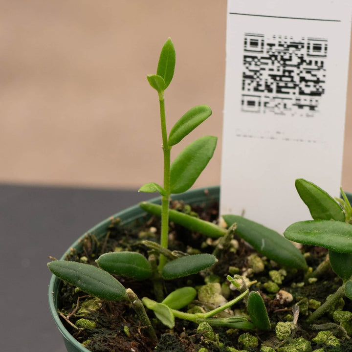 Gabriella Plants Hoya Hoya engleriana