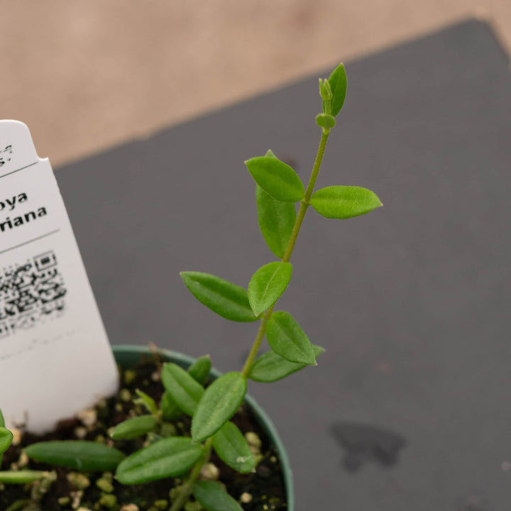 Gabriella Plants Hoya Hoya engleriana