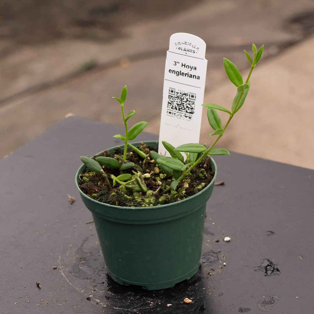 Gabriella Plants Hoya Hoya engleriana