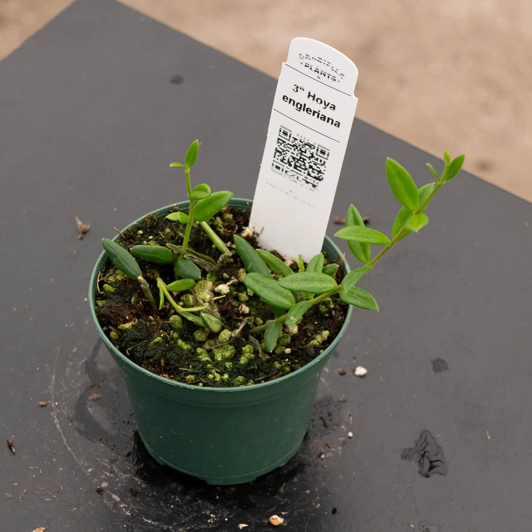 Gabriella Plants Hoya Hoya engleriana