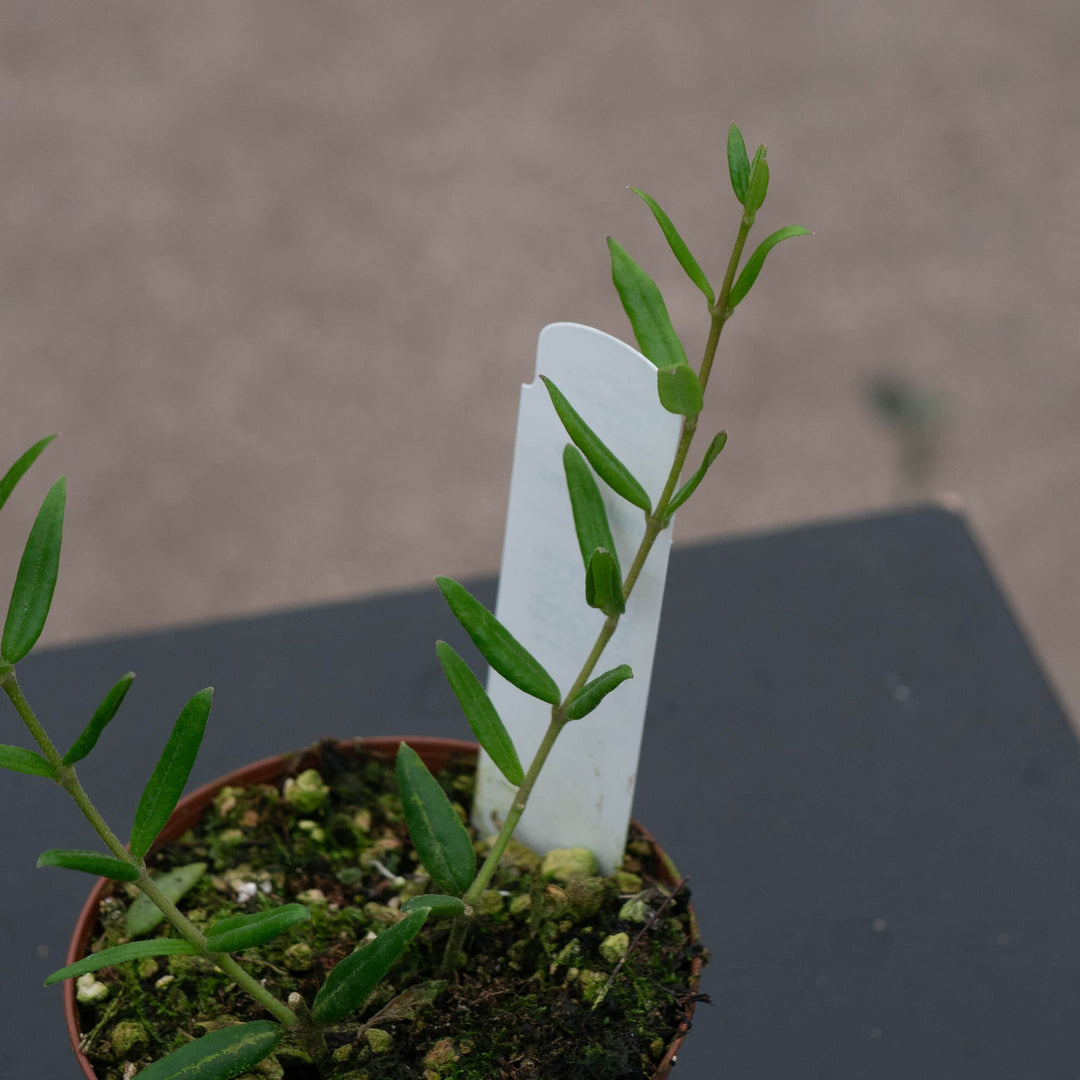 Gabriella Plants Hoya Hoya engleriana