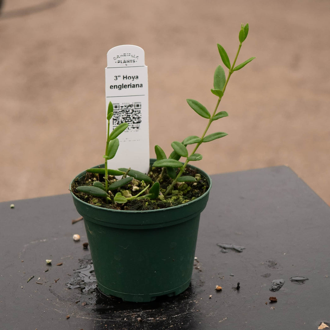 Gabriella Plants Hoya 3" Hoya engleriana