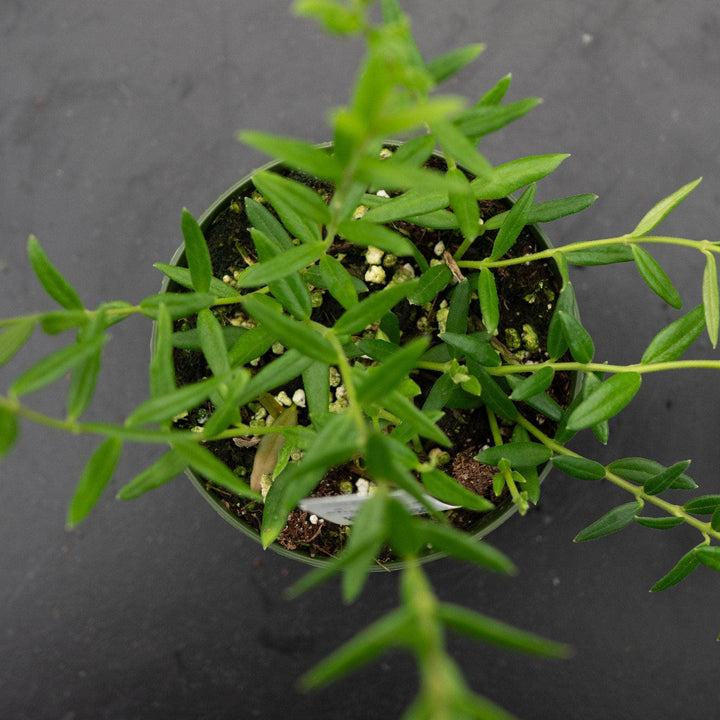 Gabriella Plants Hoya 4" Hoya engleriana