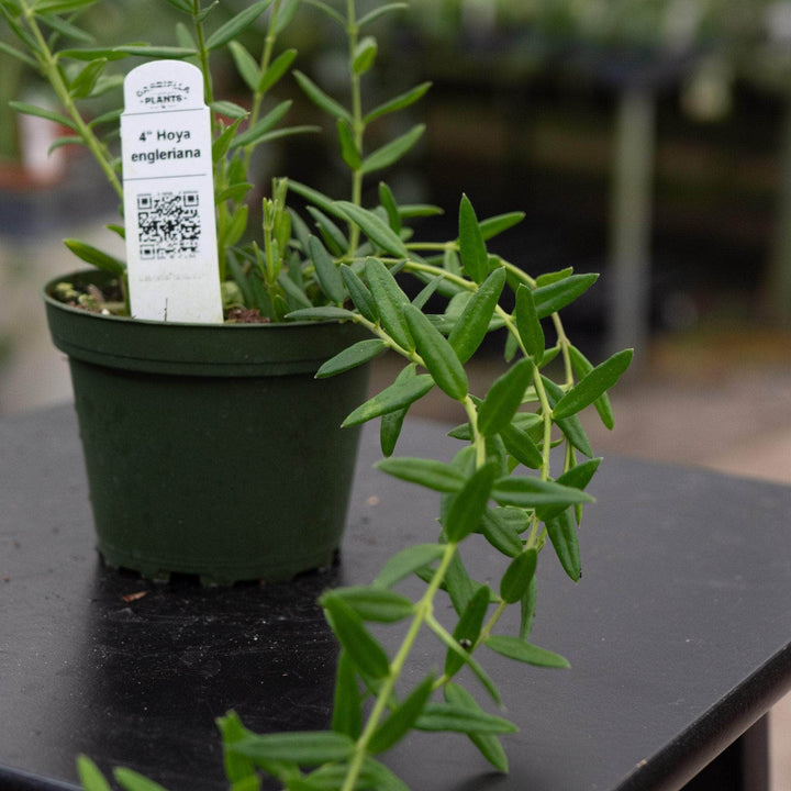 Gabriella Plants Hoya 4" Hoya engleriana