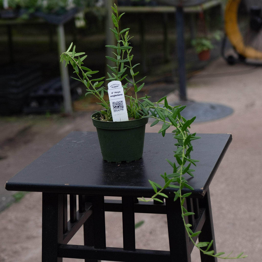 Gabriella Plants Hoya 4" Hoya engleriana
