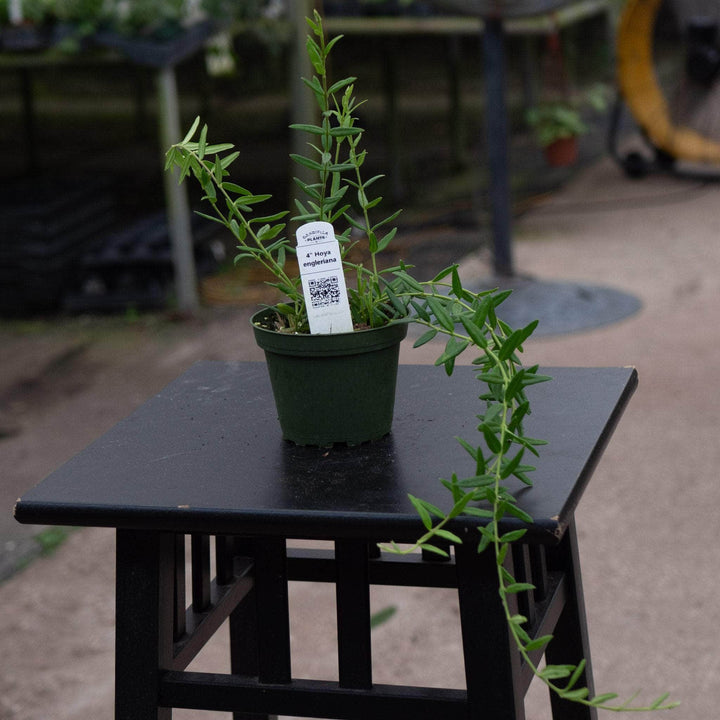 Gabriella Plants Hoya 4" Hoya engleriana