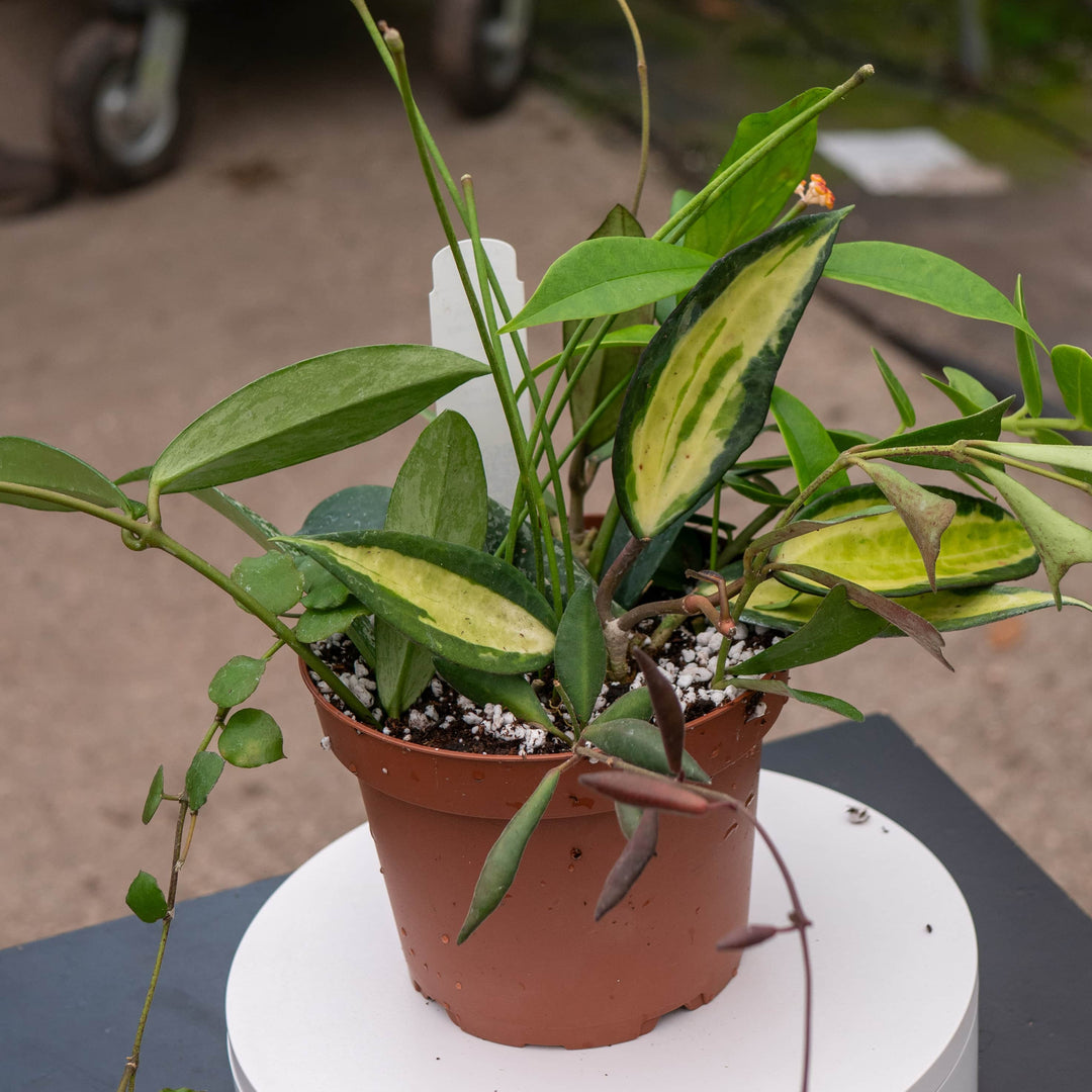 Gabriella Plants April Fools Hoya "Everything"