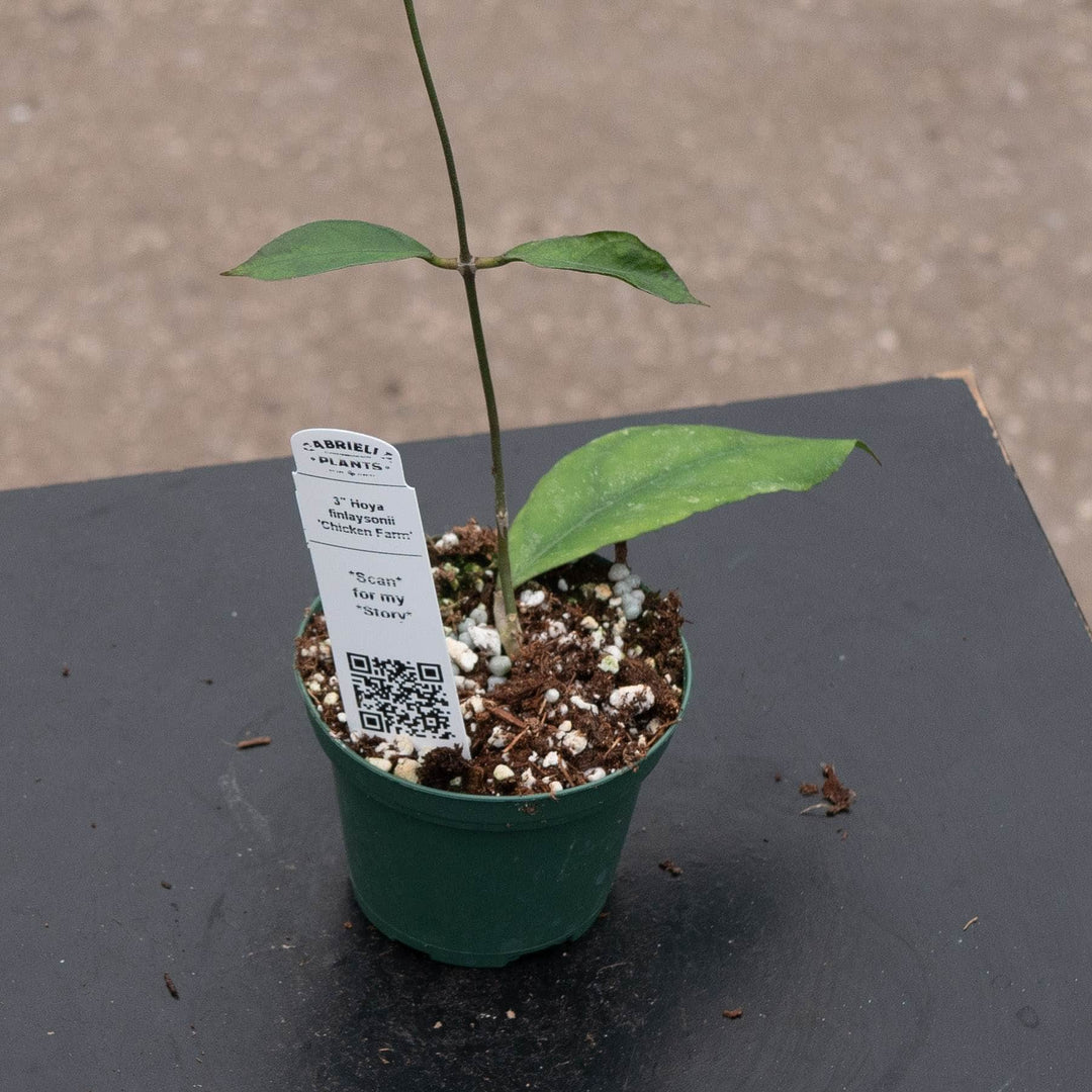 Gabriella Plants Hoya 3" Hoya finlaysonii &